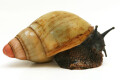 Archachatina marginata grevillei Cameroon adult
